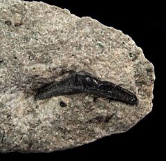 Extra large Venustodus tooth for sale | Buried Treasure Fossils