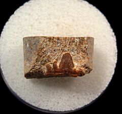 Symmorium reniforme tooth | Buried Treasure Fossils