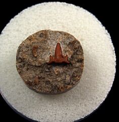 Symmorium  tooth for sale | Buried Treasure Fossils
