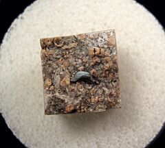 Helodus appendiculatus tooth | Buried Treasure Fossils