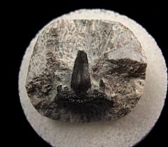 Mississippian Symmorium reniforme tooth for sale | Buried Treasure Fossils
