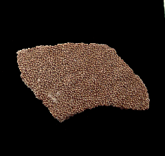 Real Dinosaur egg shell for sale | Buried Treasure Fossils