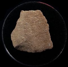 Real Dinosaur egg shell for sale | Buried Treasure Fossils