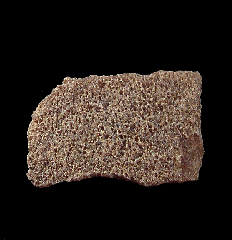 Real Sauropod egg shell | Buried Treasure Fossils