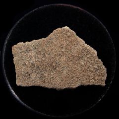 Real Dinosaur egg shell for sale | Buried Treasure Fossils