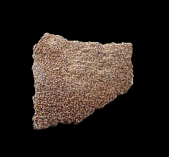 Real Dinosaur egg shell for sale | Buried Treasure Fossils