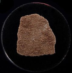 Real Dinosaur egg shell for sale | Buried Treasure Fossils