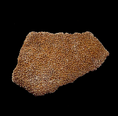 Dinosaur egg shell for sale | Buried Treasure Fossils