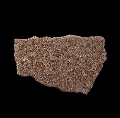 Real Dinosaur egg shell for sale | Buried Treasure Fossils