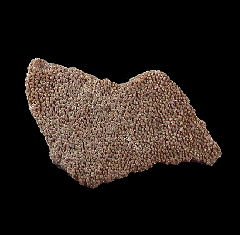 Real Saltasaurus egg shell for sale | Buried Treasure Fossils