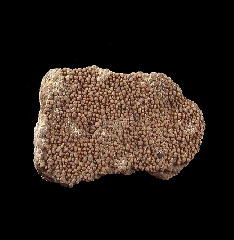 Real Dinosaur egg shell for sale | Buried Treasure Fossils