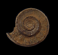 Hyphantoceras oshimai ammonite | Buried Treasure Fossils