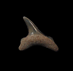 Alopias sp. - Australia