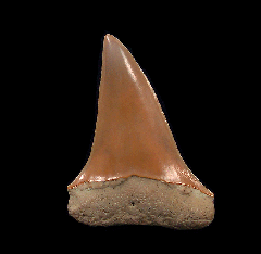 Mako shark tooth - Australia | Buried Treasure Fossils