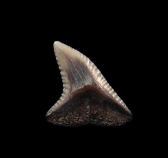  Prionace glauca - Australia