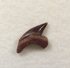 Pseudocorax sp. - Australia