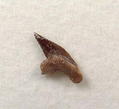 Pseudocorax sp. - Australia