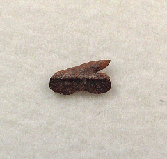 Echinorhinus australis shark tooth | Buried Treasure Fossils