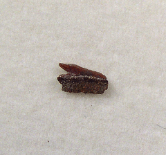 Echinorhinus australis tooth | Buried Treasure Fossils