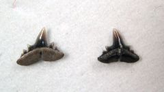 Abdounia recticona