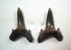Carcharias atlasi