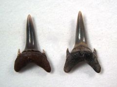 Carcharias atlasi