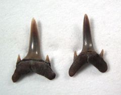 Carcharias atlasi