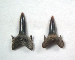 Carcharias atlasi
