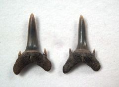 Carcharias teretidens