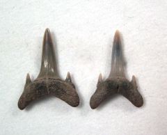 Carcharias teretidens
