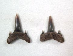 Carcharias teretidens