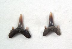 Carcharias teretidens