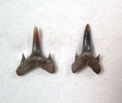 Carcharias teretidens