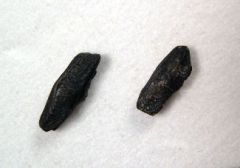 Hetrodontus vincenti