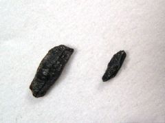 Hetrodontus vincenti