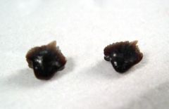 Nebrius thielensis