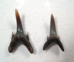 Odontaspis winkleri