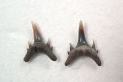 Odontaspis winkleri