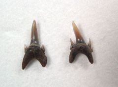 Odontaspis winkleri