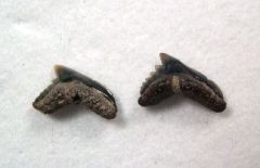 Pachygaleus lefevrei