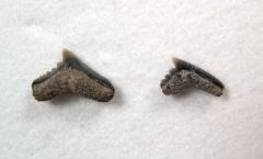 Pachygaleus lefevrei