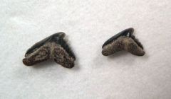 Pachygaleus lefevrei