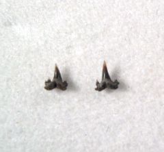 Scyliorhinus gilberti
