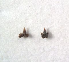 Scyliorhinus gilberti