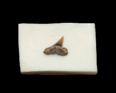 Scoliodon sp.                                                 