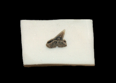 Scoliodon sp.                                                 
