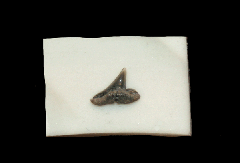 Scoliodon sp.                                                 