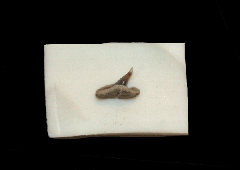 Scoliodon sp.                                                 