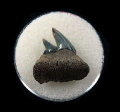 Belgium Notorynchus primigenius lower jaw tooth | Buried Treasure Fossils