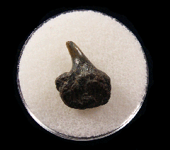 Hexanchus gigas - Belgium
